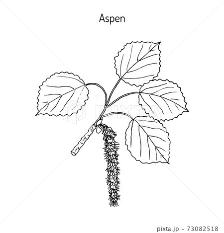Stunning Sketch of an Aspen Tree