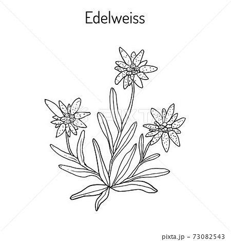 Edelweiss Hand Drawn Illustrationのイラスト素材