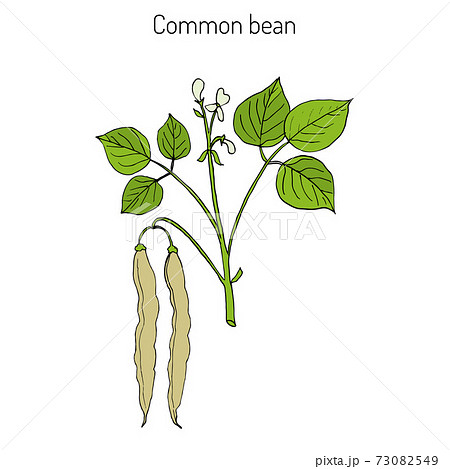 Common bean Phaseolus vulgaris Common bean Phaseolus vulgaris 73082549