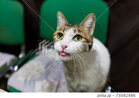猫 猫 73082986