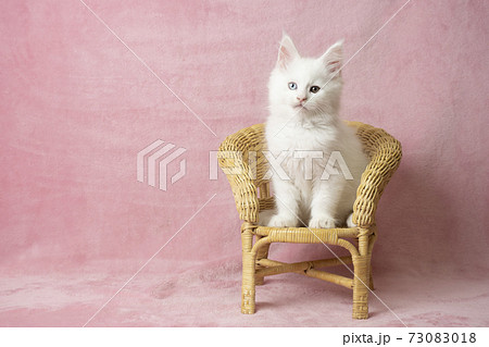 籐の椅子にのったメインクーンの白い仔猫 73083018