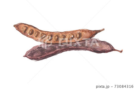 イナゴマメ　蝗豆 73084316