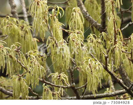 クヌギ ドングリの木 の花の写真素材