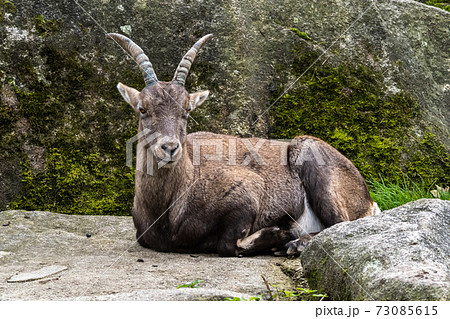 Male mountain ibex or capra ibex on a rock 73085615