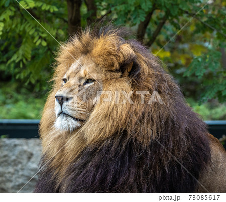 The lion, Panthera leo is one of the four big cats in the genus Panthera 73085617