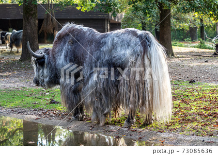 The domestic Yak, Bos mutus grunniens in a park 73085636