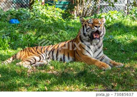 The Siberian tiger,Panthera tigris altaica in a park 73085637