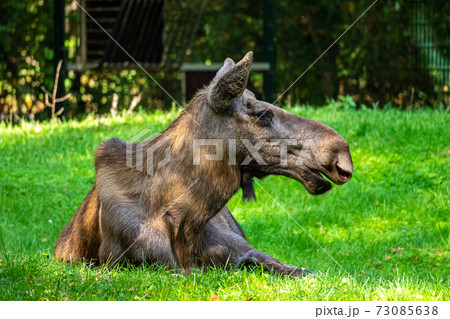European Moose, Alces alces, also known as the elk 73085638