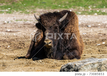 American buffalo known as bison, Bos bison in the zoo 73085653