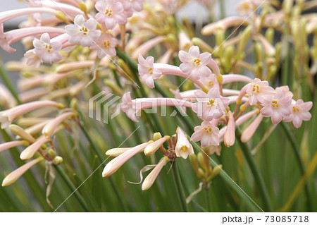 冬に咲くピンクのキルタンサスの花の写真素材