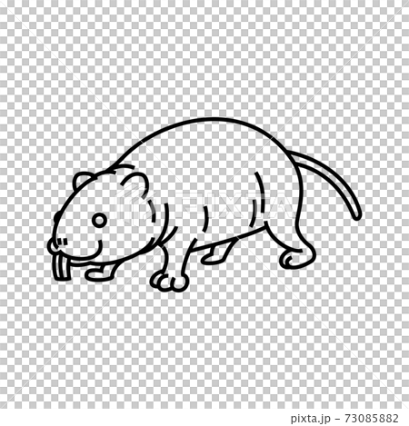 Naked mole rat Naked mole rat 73085882