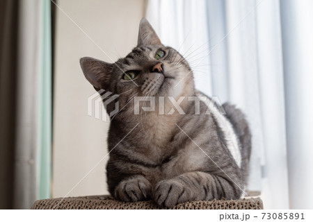 のんびり過ごす猫　サバトラ猫 73085891