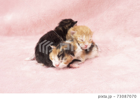 重なって眠る生後3日の仔猫 73087070