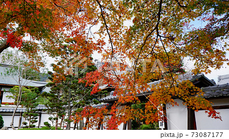 滋賀院門跡 晩秋の紅葉 73087177