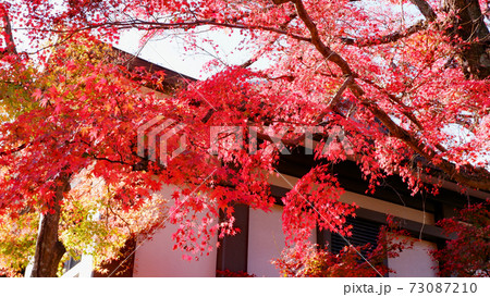 滋賀院門跡 晩秋の紅葉 73087210
