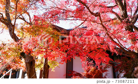 滋賀院門跡 晩秋の紅葉の写真素材