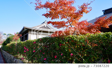 滋賀院門跡 晩秋の紅葉 73087220