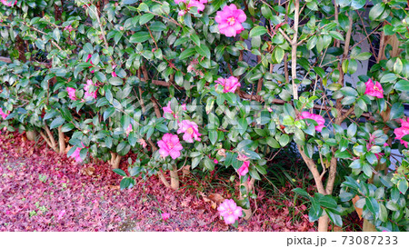 滋賀院門跡 晩秋の紅葉 73087233