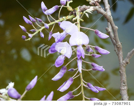 咲き始めた藤の花 咲き始めた藤の花 73087901