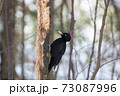 クマゲラ 73087996