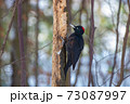 クマゲラ 73087997