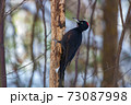 クマゲラ 73087998