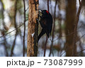 クマゲラ 73087999