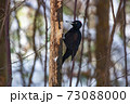 クマゲラ 73088000