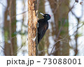 クマゲラ 73088001