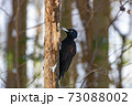 クマゲラ 73088002