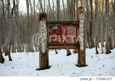 雪の八甲田ブナ林 雪の八甲田ブナ林 73088107
