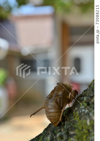 夏の木の幹にとまる虫の抜け殻 夏の木の幹にとまる虫の抜け殻 73088215