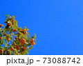 柿と快晴の秋空 73088742