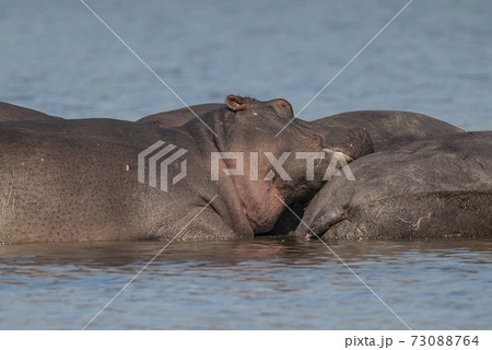HIPPOPOTAMUS AMPHIBIUS, South Africa 73088764