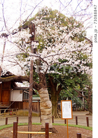 東京 靖国神社 境内の桜の標本木の写真素材