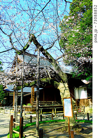 東京 靖国神社 境内の桜の標本木と青空の写真素材