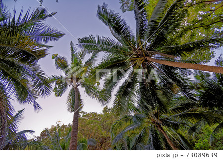 Low angle view of palm tree 73089639