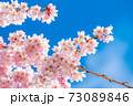 上田城の桜と青空　【長野県】 73089846