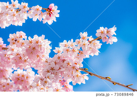 上田城の桜と青空　【長野県】 73089846