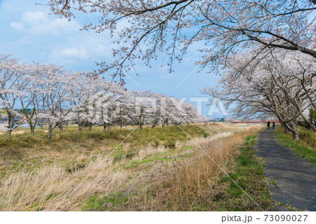 南相馬市小高川の桜並木 73090027