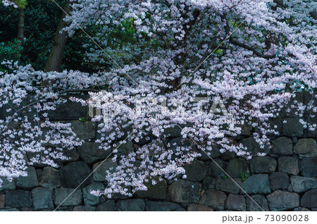 千鳥ヶ淵の石垣に咲く桜 千鳥ヶ淵の石垣に咲く桜 73090028