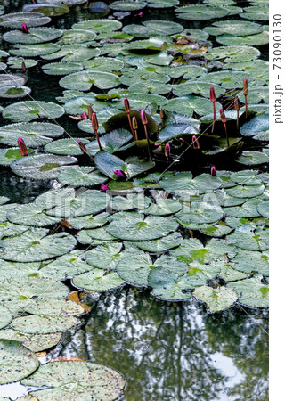 Water Lilies in a pond in Thailand 73090130