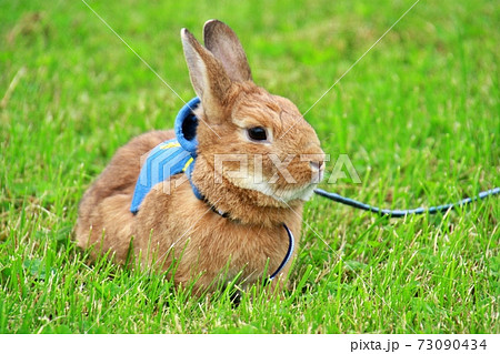 うさぎ 73090434