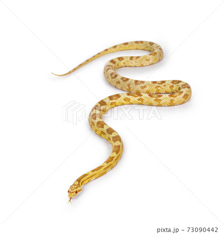 Butter Cornsnake on white Butter Cornsnake on white 73090442