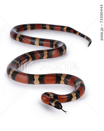 Pueblan Milk snake on white 73090444