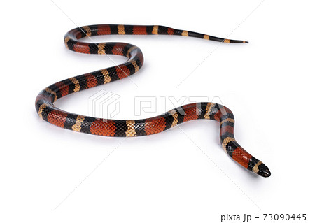 Pueblan Milk snake on white 73090445
