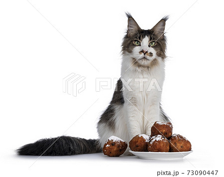 Cat and oliebollen on white background 73090447