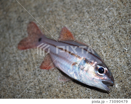 オオスジイシモチ オオスジイシモチ 73090479