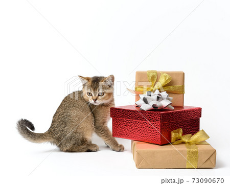 cute kitten Scottish golden chinchilla straight breed on a white background and boxes with gifts, festive background cute kitten Scottish golden chinchilla straight breed on a white background and boxes with gifts, festive background 73090670