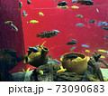 川崎水族館　水槽レイアウト 73090683
